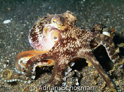playful Octopus at Lembeh Manado. Olympus E-330 by Adrian Schokman 
